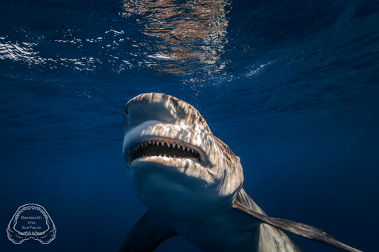 Bull Shark Bite