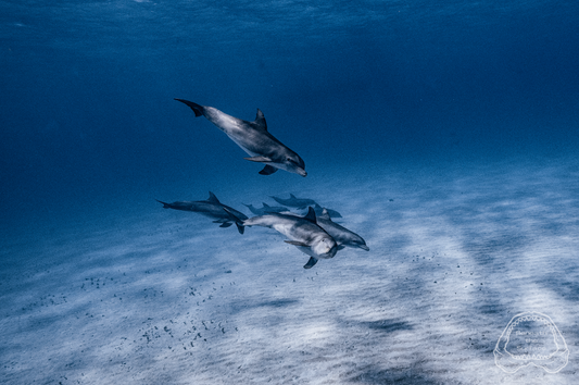 Dolphins