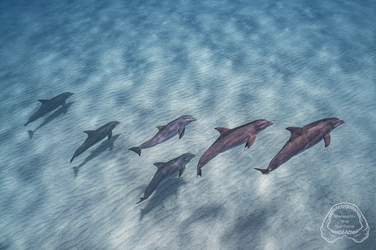 Bimini Locals